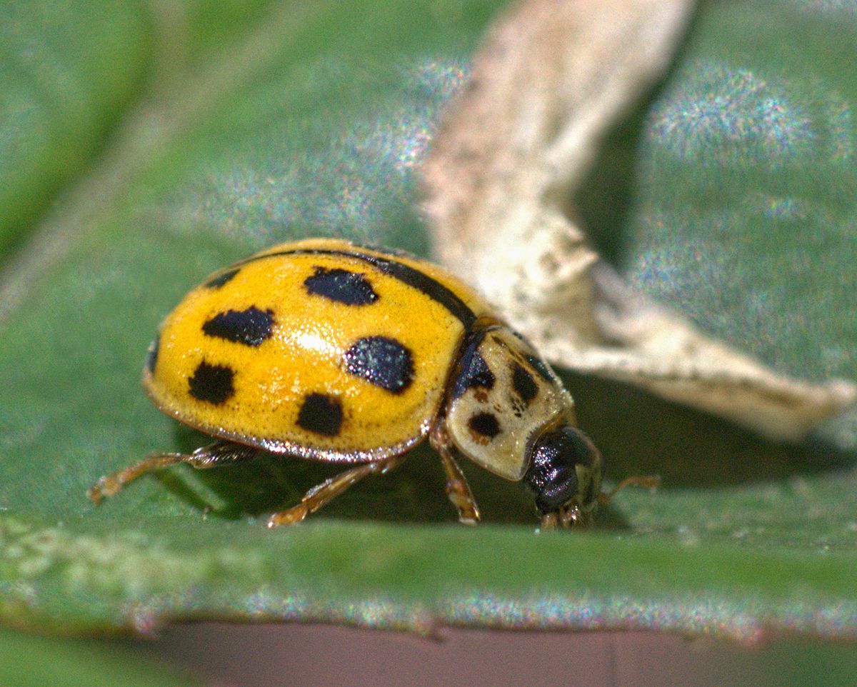 Propylea quatuordecimpunctata